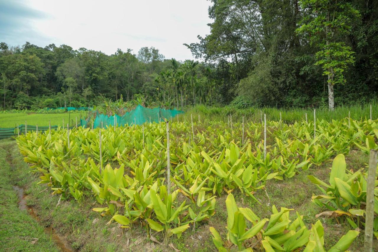 The Woods Resorts Wayanad Sultan Bathery Exterior foto